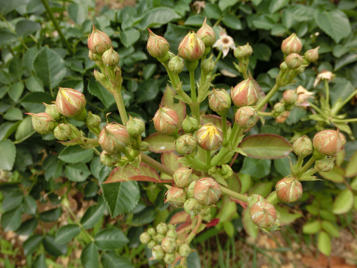 f:id:mishinon:20210723105922j:plain