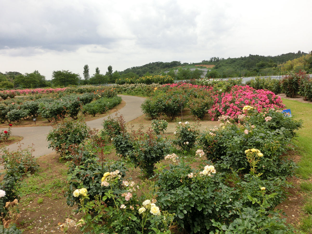 f:id:mishinon:20210723110004j:plain