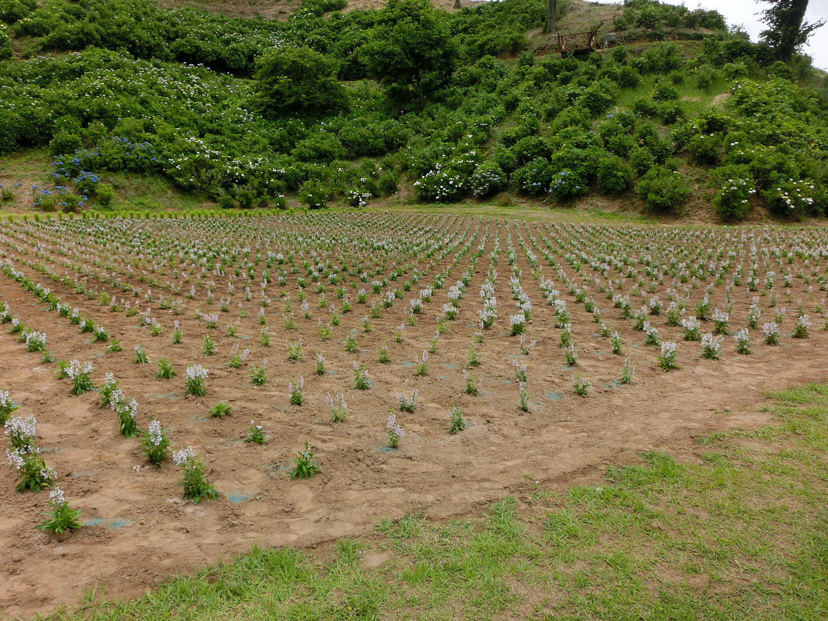 f:id:mishinon:20210723110335j:plain