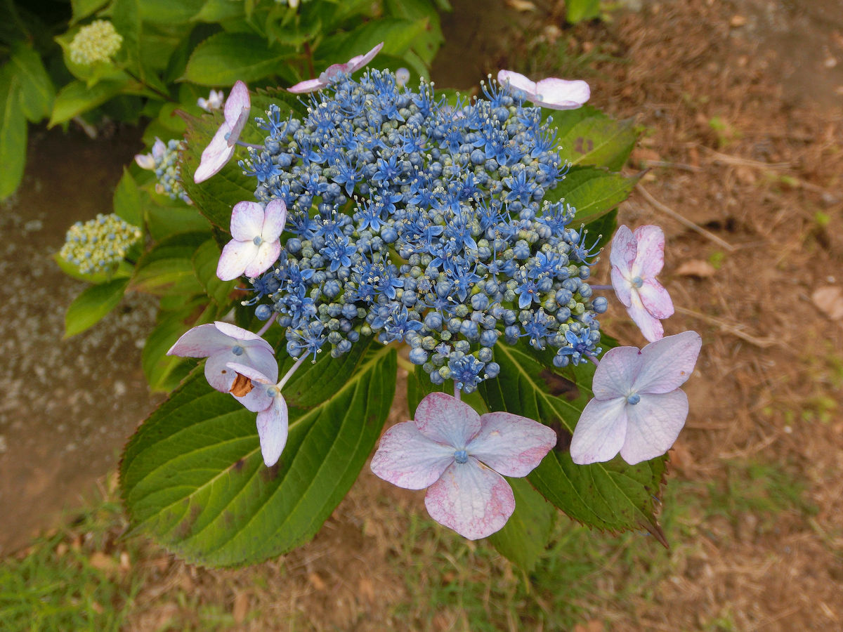 f:id:mishinon:20210723110413j:plain