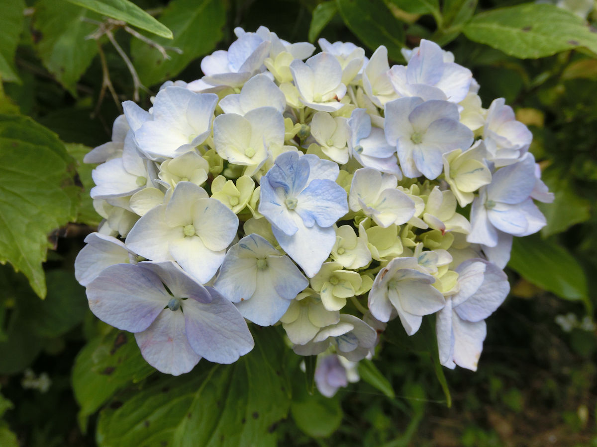 f:id:mishinon:20210723110422j:plain