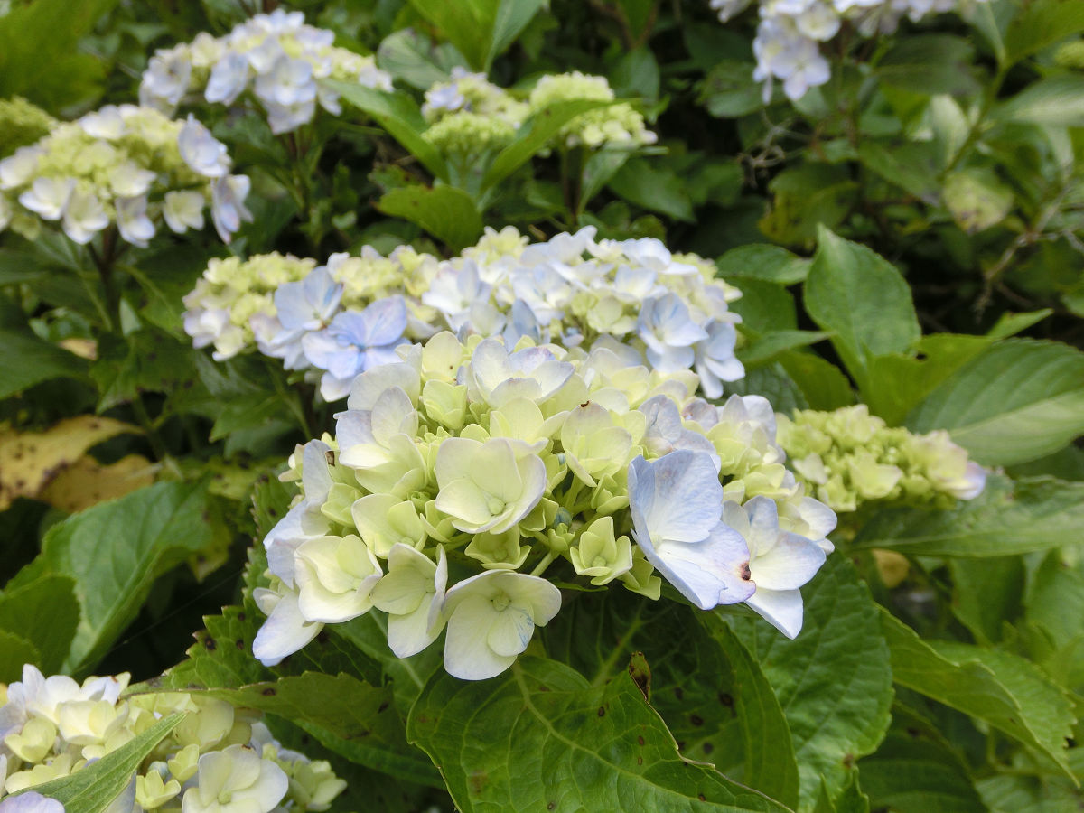 f:id:mishinon:20210723110435j:plain