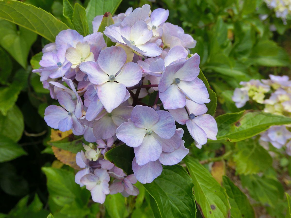 f:id:mishinon:20210723110447j:plain