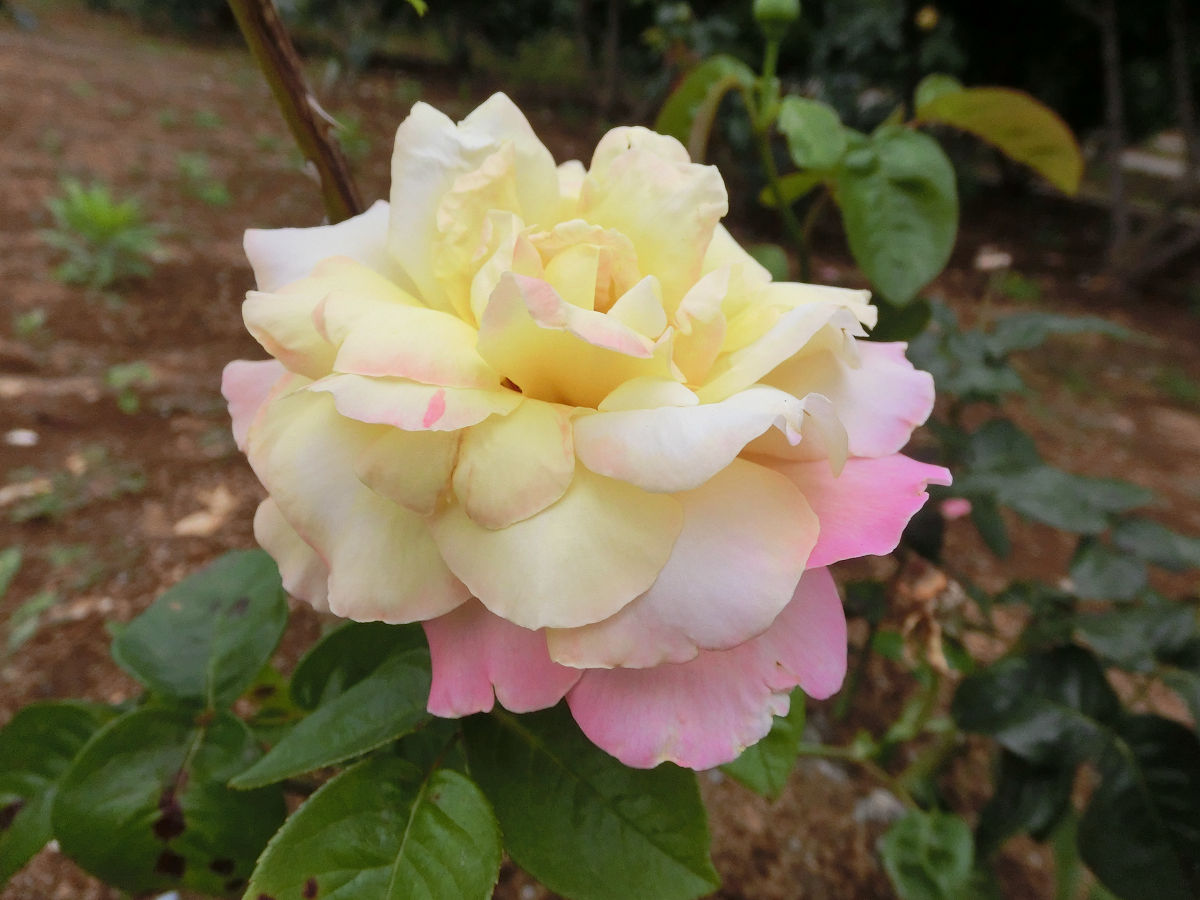 f:id:mishinon:20210725203403j:plain