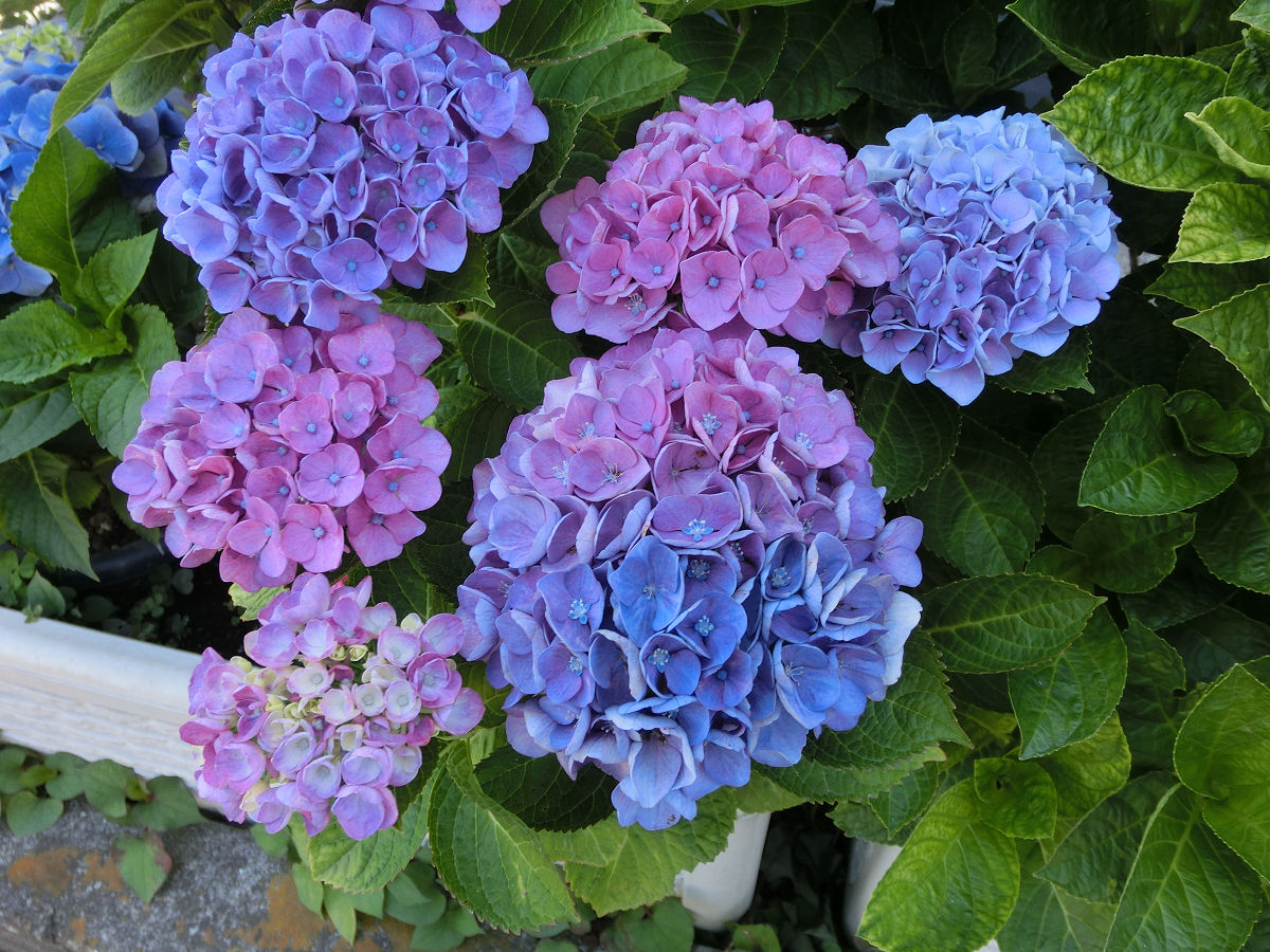 f:id:mishinon:20210810132941j:plain