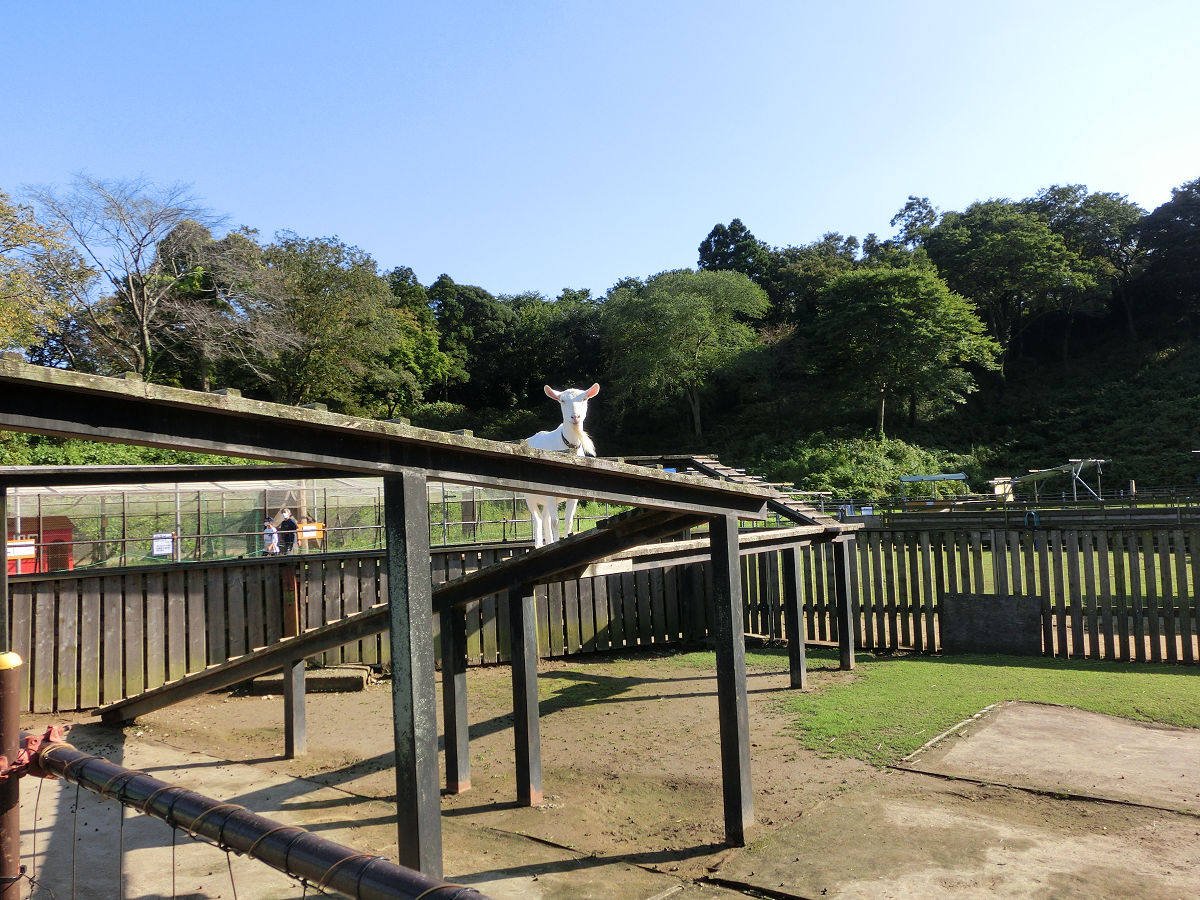 f:id:mishinon:20211001112405j:plain