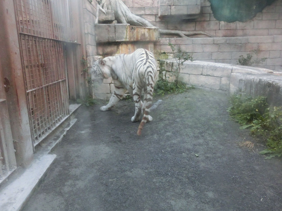 f:id:mishinon:20211109110725j:plain
