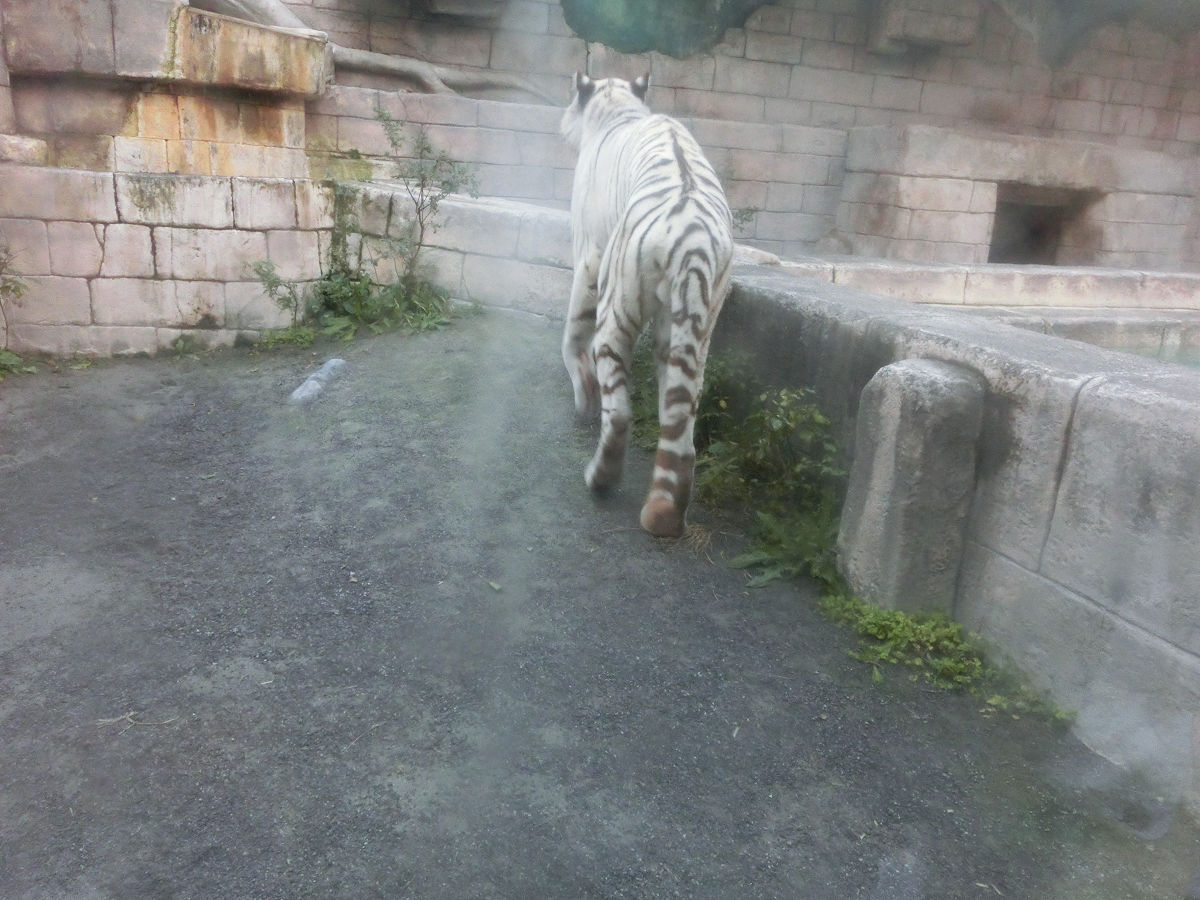 f:id:mishinon:20211109110750j:plain
