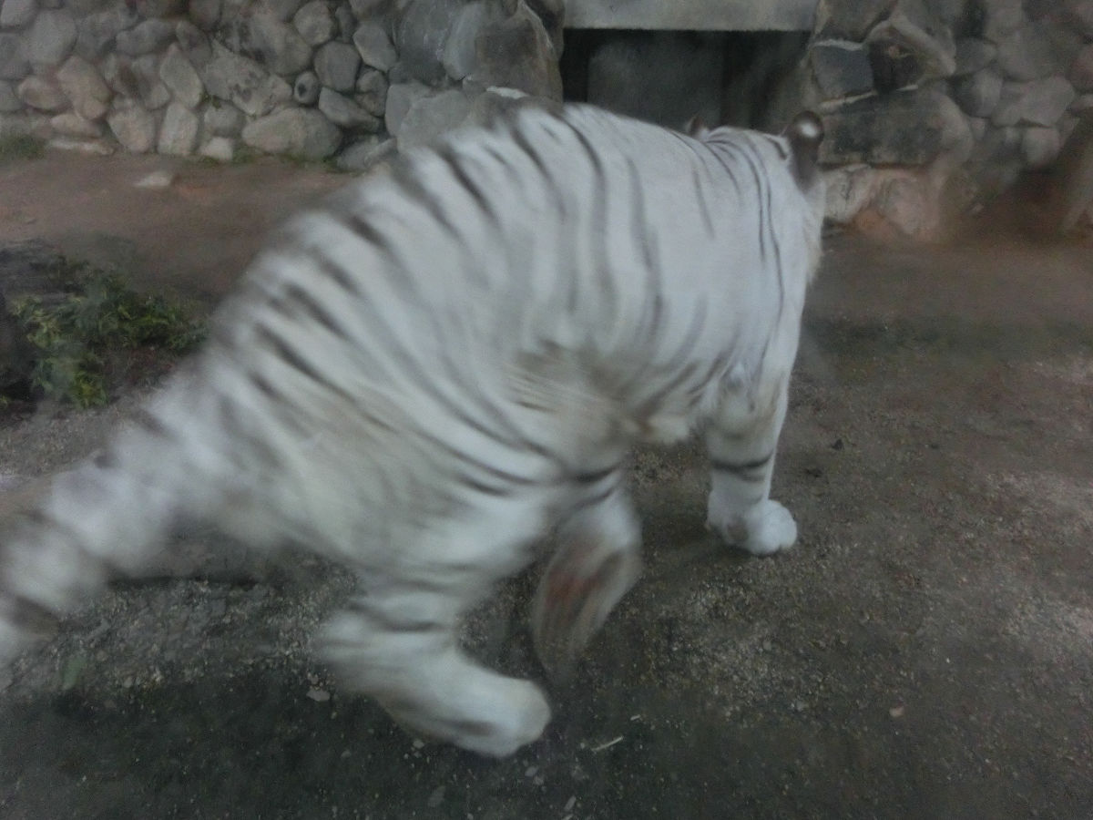 f:id:mishinon:20211109111007j:plain