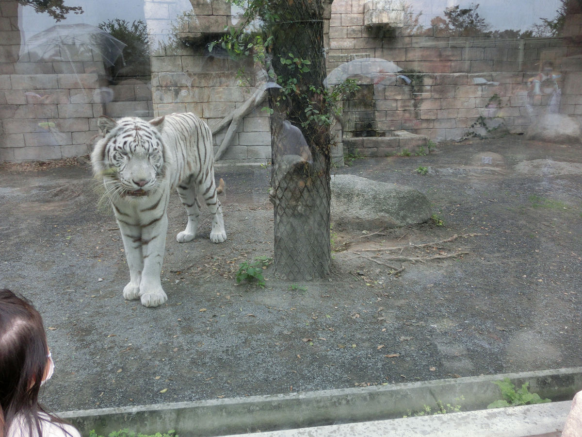f:id:mishinon:20211113210347j:plain