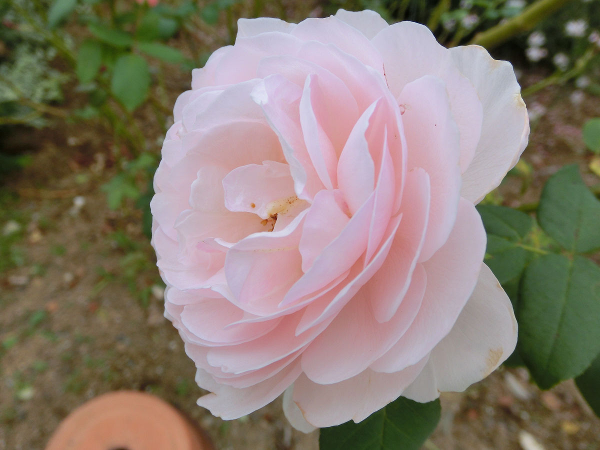 f:id:mishinon:20211118211346j:plain
