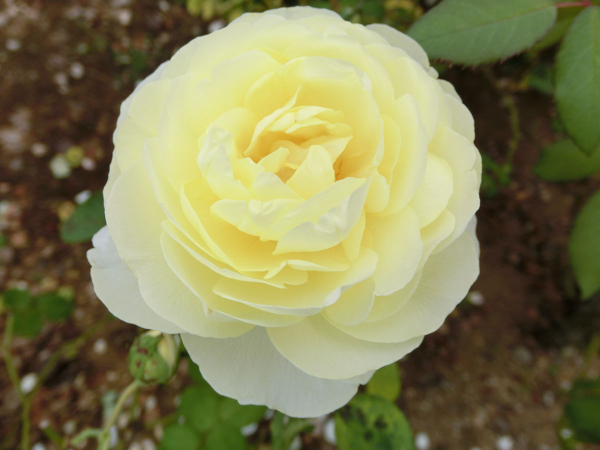 f:id:mishinon:20211118211435j:plain