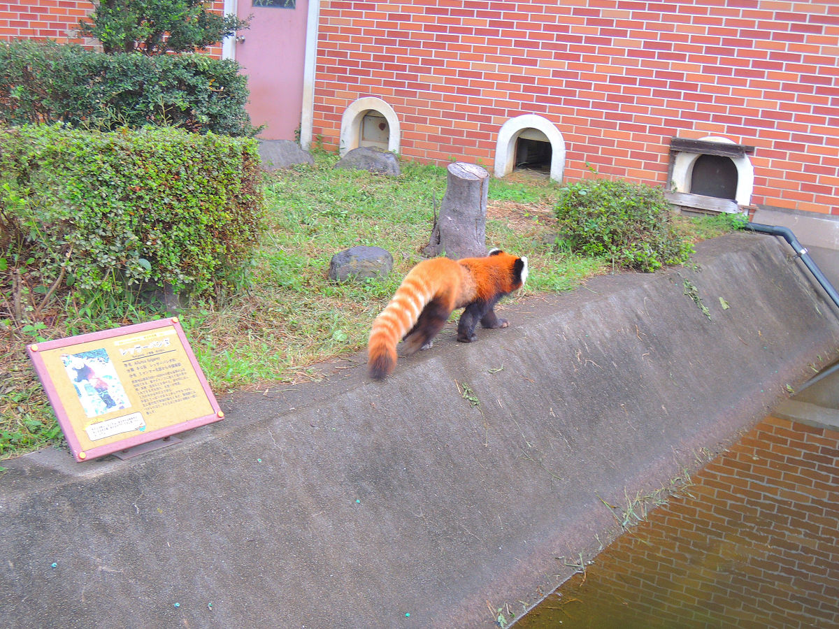 f:id:mishinon:20211124112454j:plain