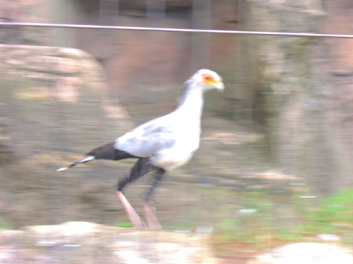f:id:mishinon:20211129103023j:plain