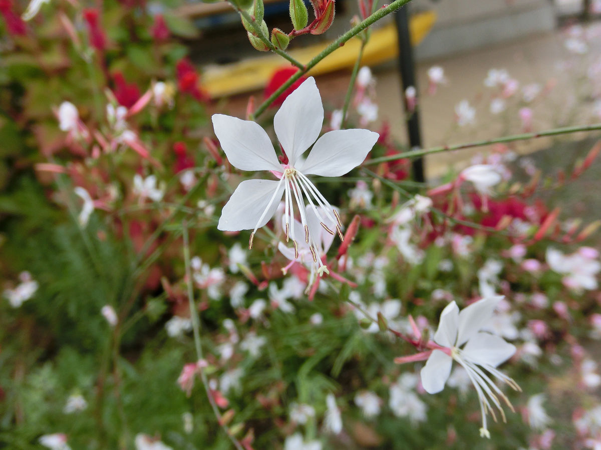 f:id:mishinon:20211211202005j:plain