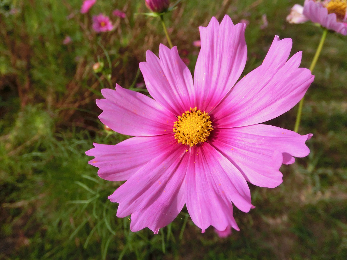 f:id:mishinon:20211211202542j:plain