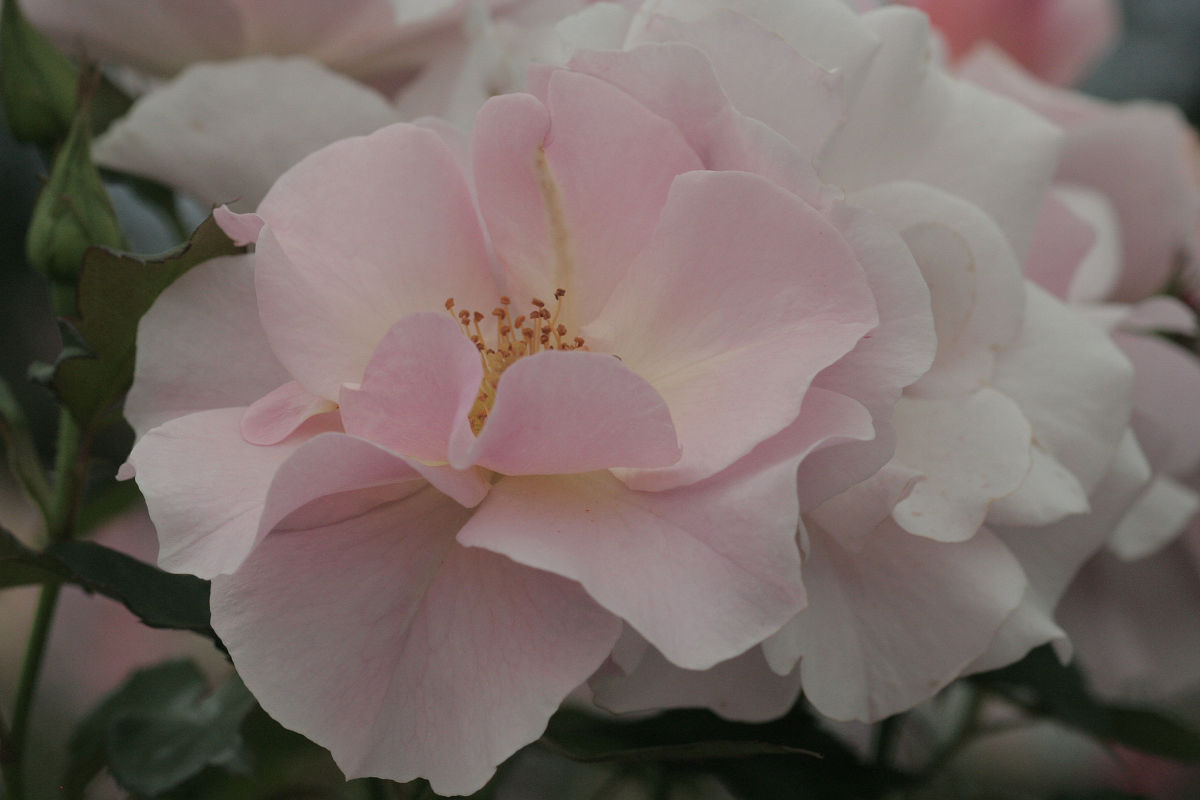 f:id:mishinon:20220104195958j:plain