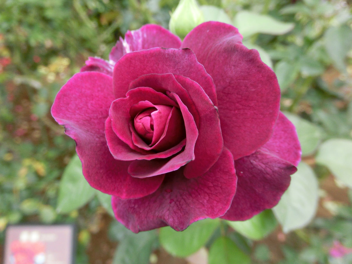 f:id:mishinon:20220130154908j:plain