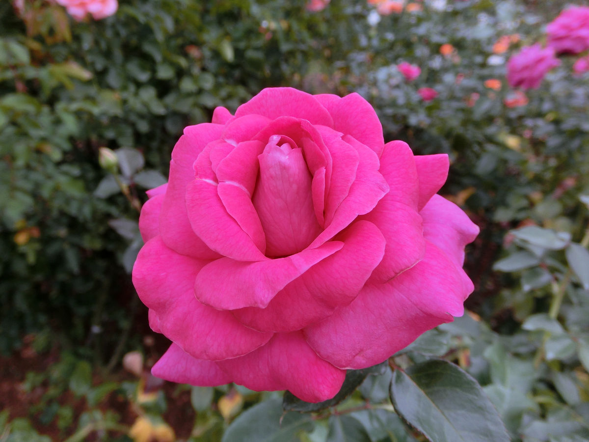 f:id:mishinon:20220130155052j:plain