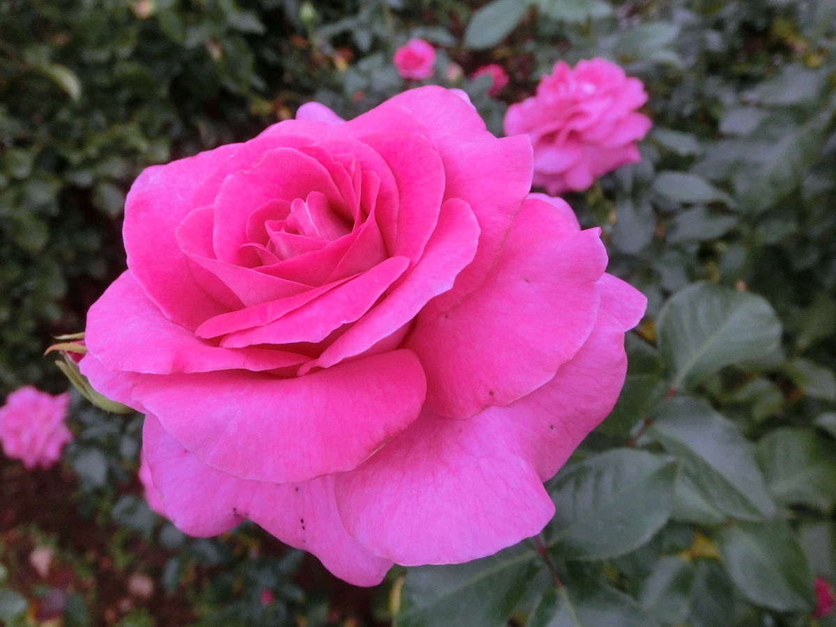 f:id:mishinon:20220130155110j:plain