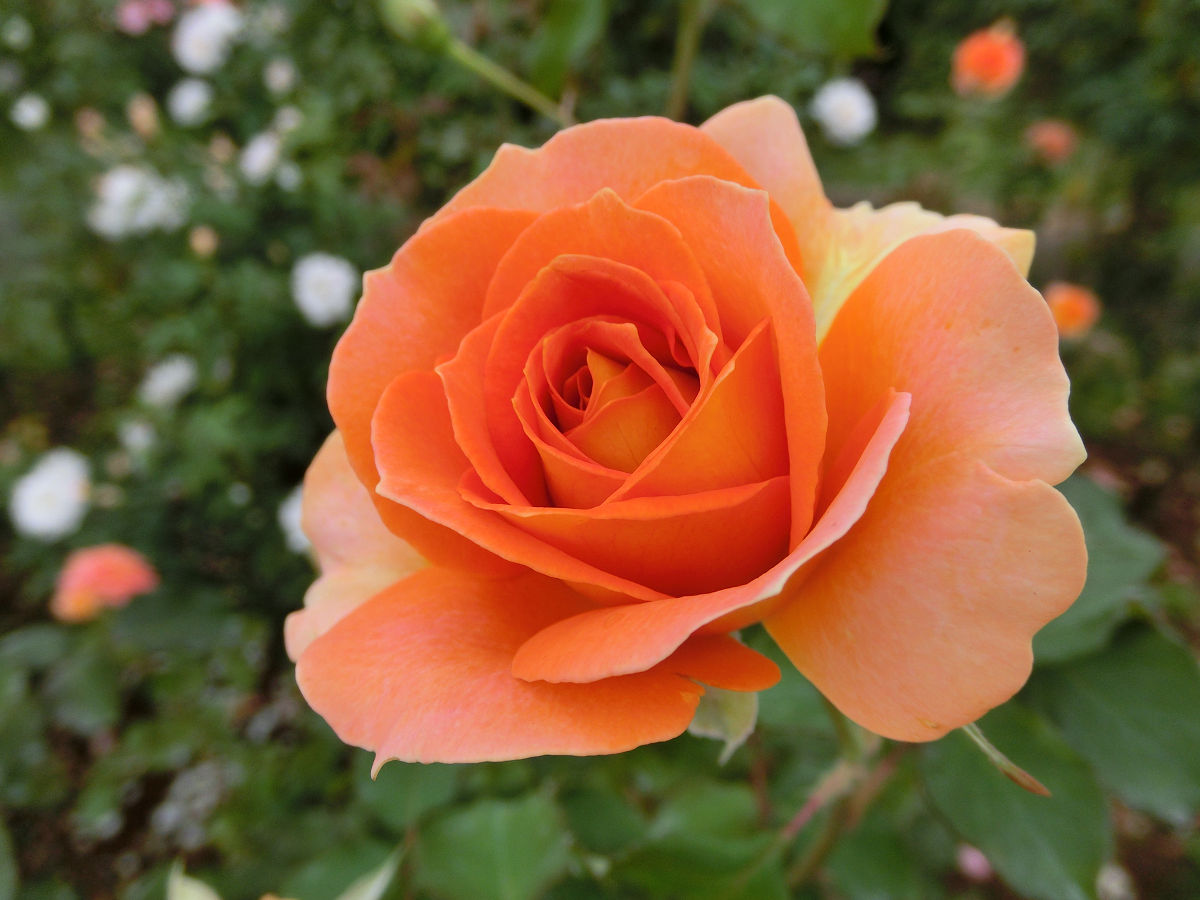 f:id:mishinon:20220130155200j:plain