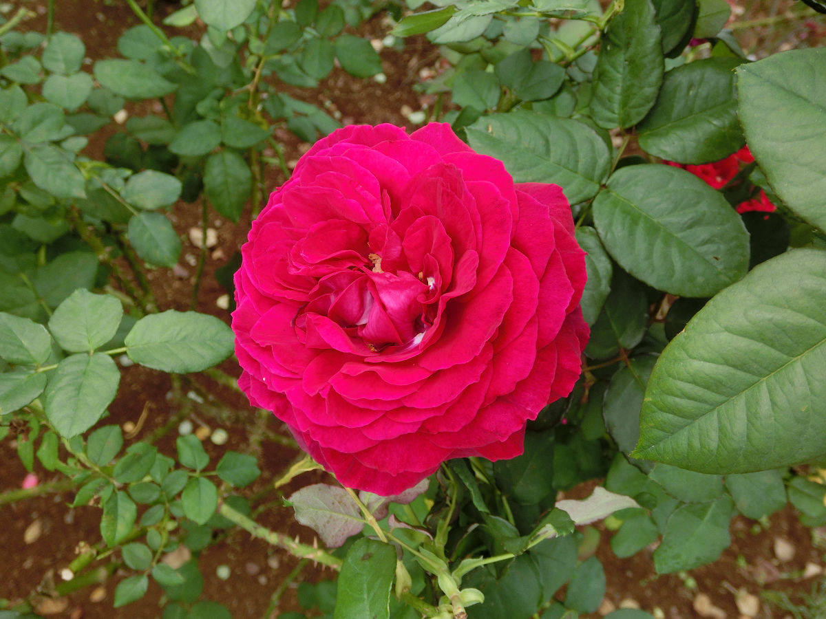 f:id:mishinon:20220210162423j:plain