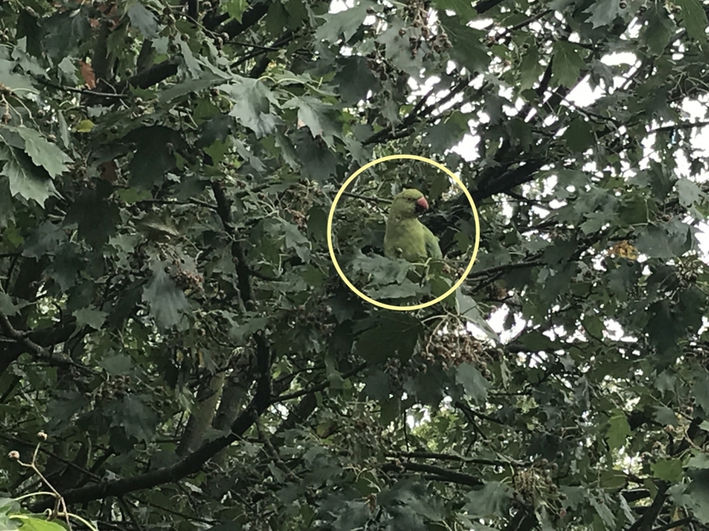 f:id:misiu_teddy:20180726043349j:plain:h200