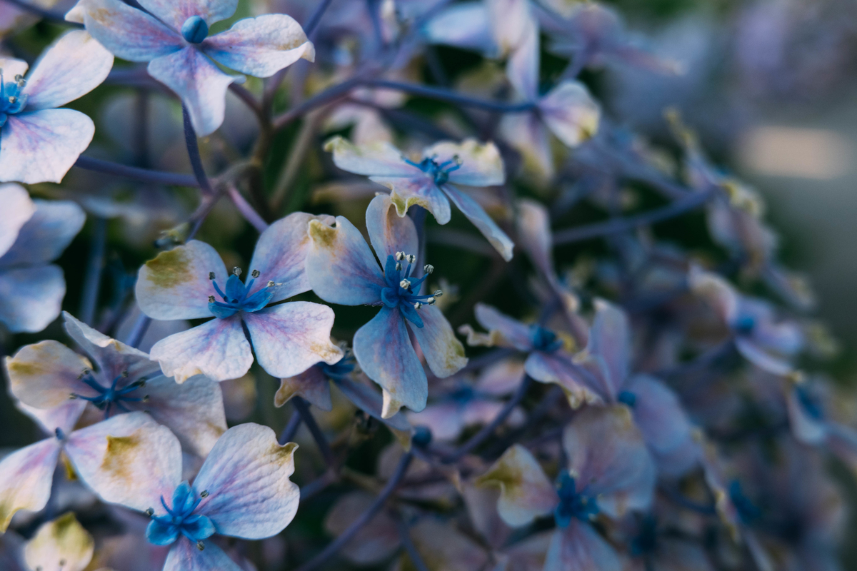 写真：鶴見緑地公園の紫陽花