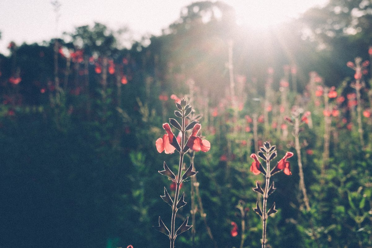 写真：逆光の花