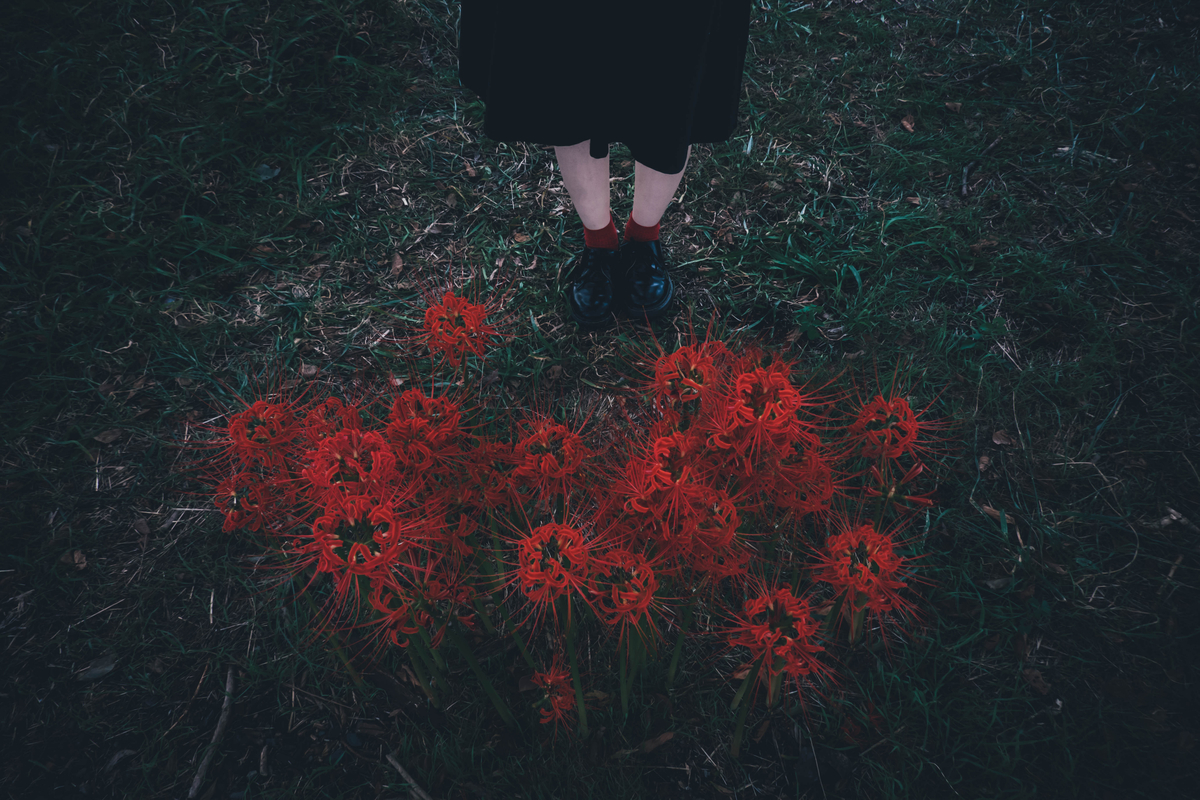 写真：彼岸花