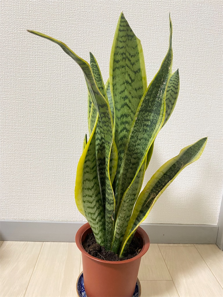 f:id:miso-maru:20220526163647j:image