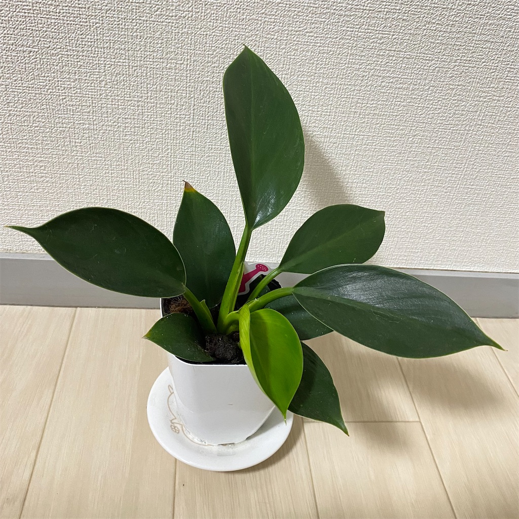 f:id:miso-maru:20220526163651j:image