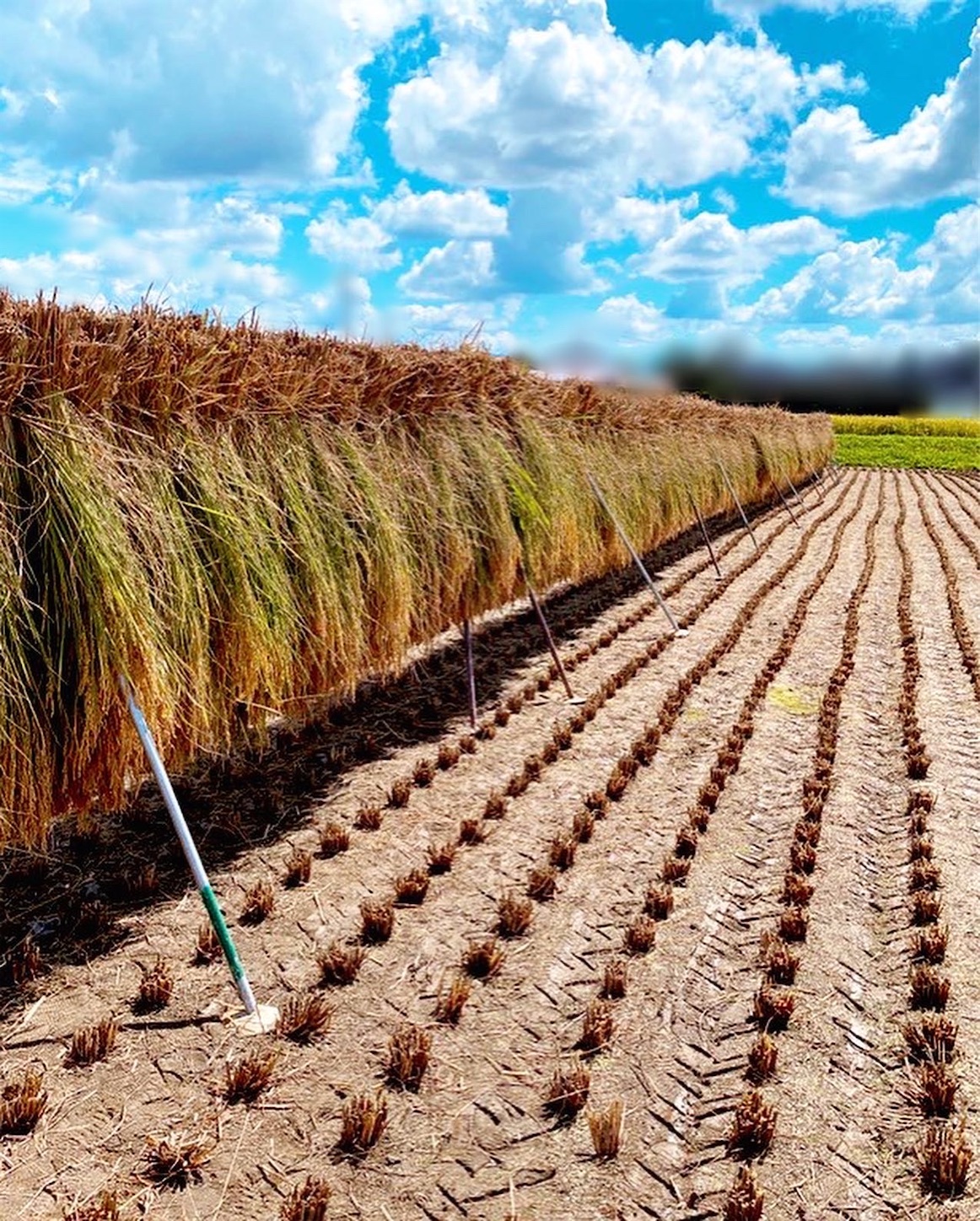 稲刈り お手伝い お米