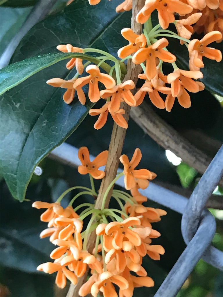 f:id:misonidaikon:20221027083933j:image