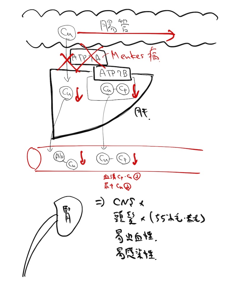 f:id:misoramenn:20190904120016j:image f:id:misoramenn:20190904120016j:image