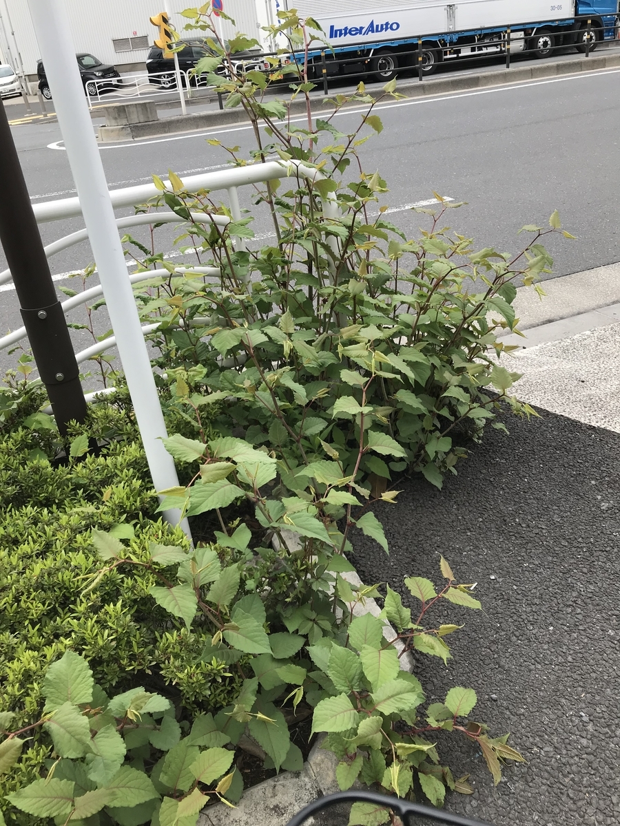 f:id:mist204:20190427215729j:plain f:id:mist204:20190427215729j:plain