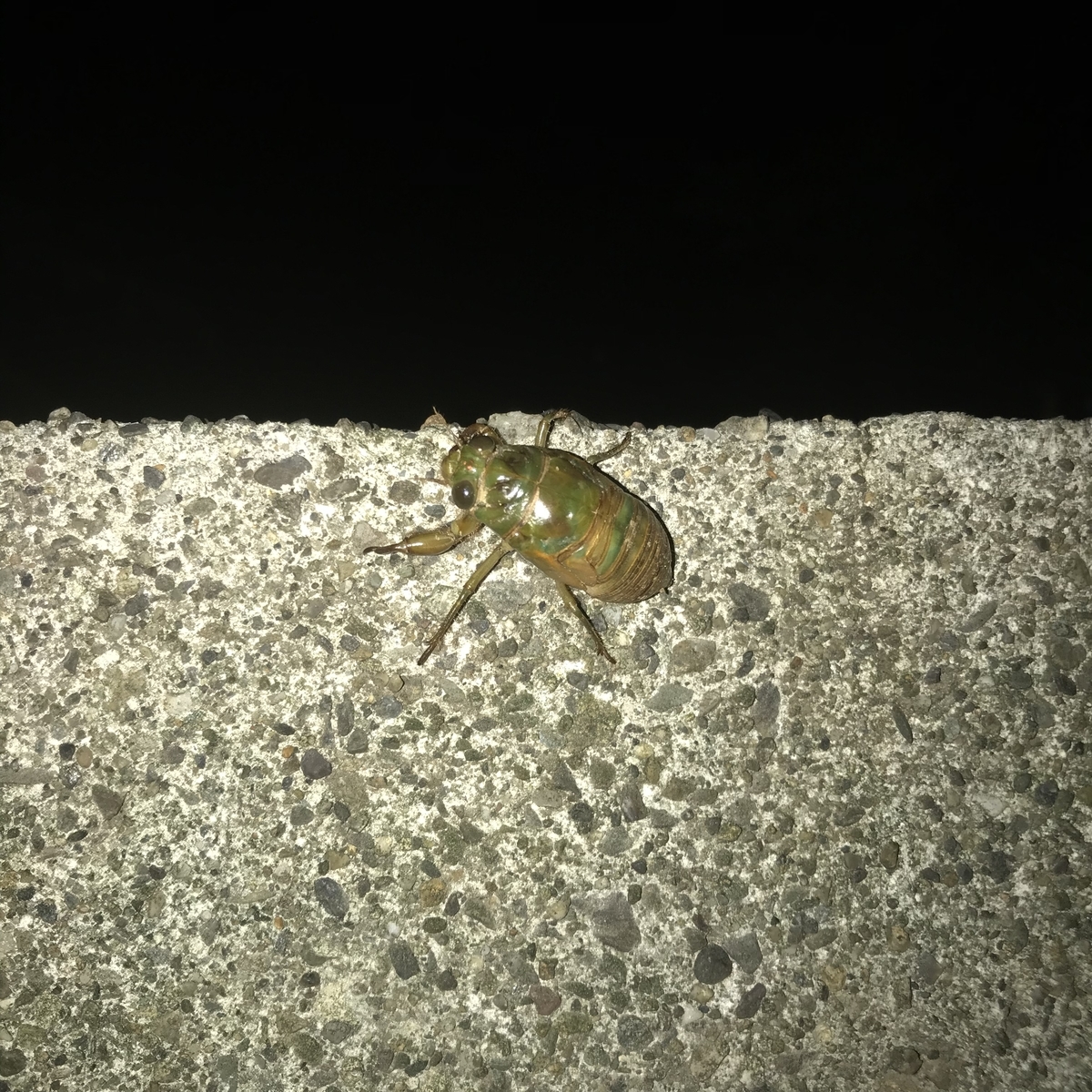 f:id:mist204:20190816223608j:plain f:id:mist204:20190816223608j:plain