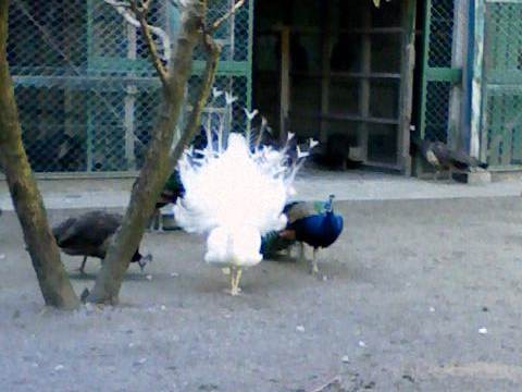 f:id:mistake:20081122123946j:image