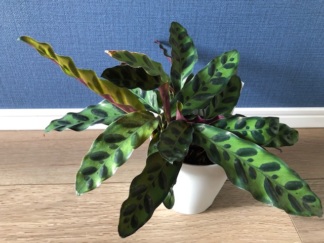 購入した観葉植物を紹介します 21年7月 カラテア アロカシア エバーフレッシュ ベゴニア 住のもの すのもの
