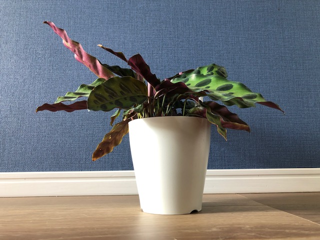 購入した観葉植物を紹介します 21年7月 カラテア アロカシア エバーフレッシュ ベゴニア 住のもの すのもの