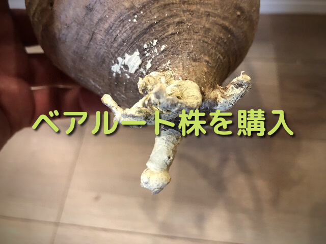 とうとう未発根のベアルート株を購入してしまいました。購入した