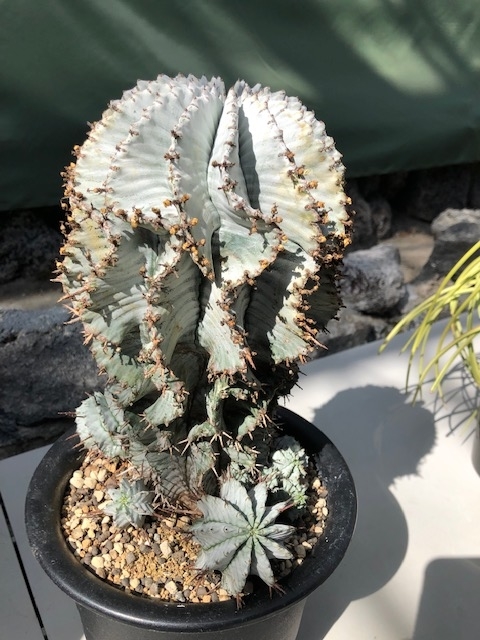 広島市植物公園のサボテン展に行ってきました 戦利品のまん丸ホリダもゲット 住のもの すのもの