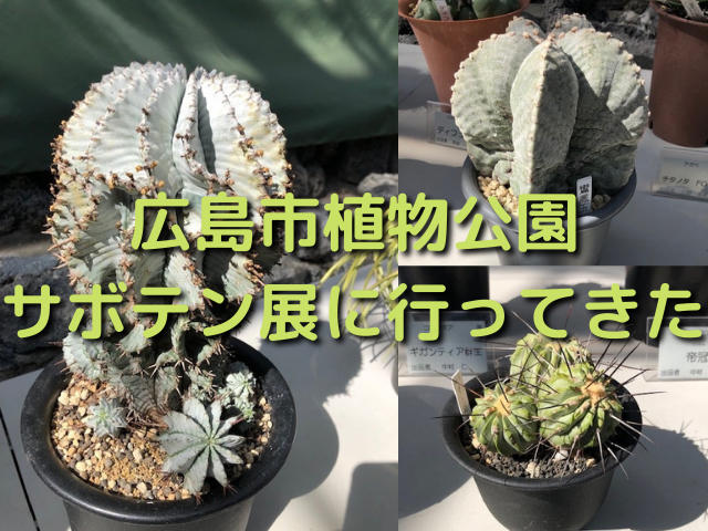 広島市植物公園のサボテン展に行ってきました 戦利品のまん丸ホリダもゲット 住のもの すのもの