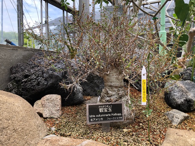 観峰玉（フォークイエリア・コルムナリス）の育て方。葉が落ちてしまう