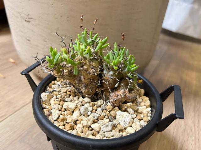 1 超稀少 ケープバルブ ブルビネ ロリータ 実生 塊根 コーデックス 冬型植物 超希少 ケープバルブ ブルビネ ロリータ 実生 塊根 コーデックス 冬型