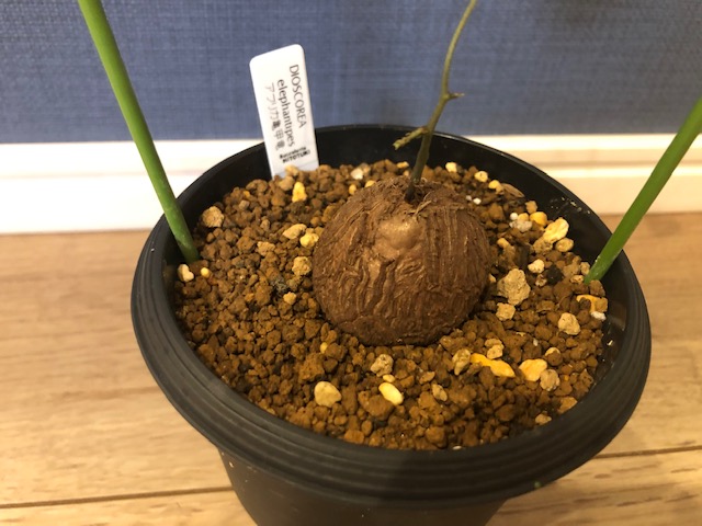 亀甲竜　ゴツゴツ系6㎝程度 亀甲竜 ゴツゴツ系6㎝程度 亀甲竜。ゴツゴツの塊根ができますよう