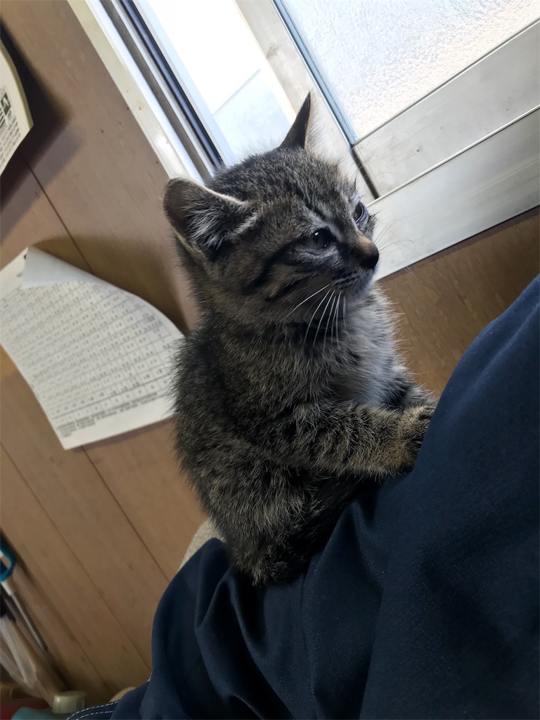 f:id:mister3bogey:20180316100736j:image f:id:mister3bogey:20180316100736j:image