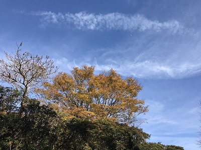 f:id:mistysonata:20181117171822j:plain f:id:mistysonata:20181117171822j:plain