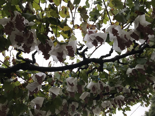 f:id:mistysonata:20181118070823j:plain f:id:mistysonata:20181118070823j:plain