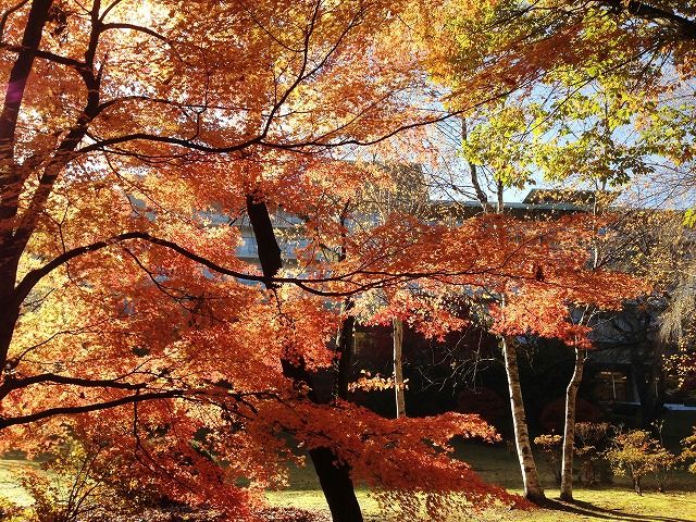 f:id:mistysonata:20181124070216j:plain f:id:mistysonata:20181124070216j:plain